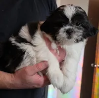 Sweet Pea, a female Shih Tzu for sale in Littleton, CO – Photo 8 of 8