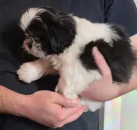 Sweet Pea, a female Shih Tzu for sale in Littleton, CO – Photo 4 of 8