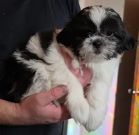 Sweet Pea, a female Shih Tzu for sale in Littleton, CO – Photo 7 of 8