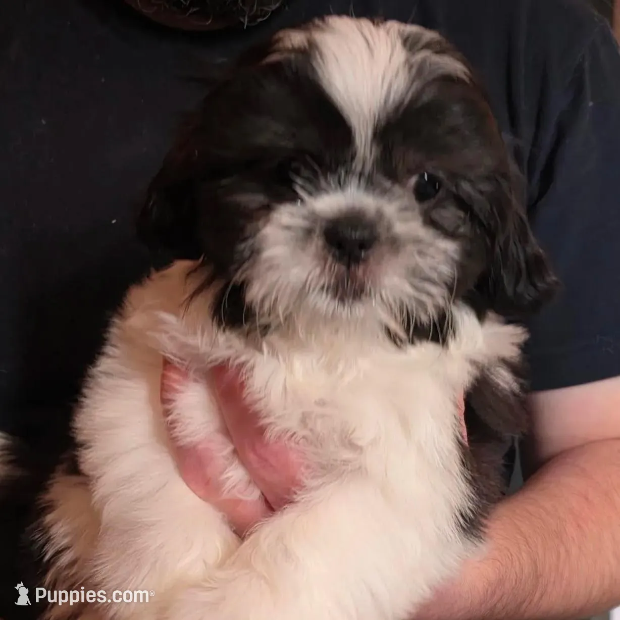 Sweet Pea, a female Shih Tzu for sale in Littleton, CO – Photo 6 of 8