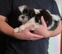 Casanova, a male Shih Tzu for sale in Littleton, CO – Photo 1 of 4