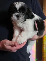 Casanova, a male Shih Tzu for sale in Littleton, CO – Photo 4 of 4