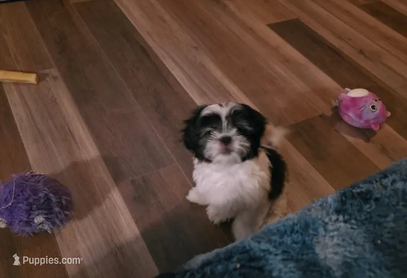 Casanova – Shih Tzu puppy for sale in Littleton, CO