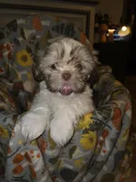 Bella, a female Shih Tzu for sale in Littleton, CO – 4 of 6