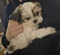 Stud Muffin, a male Shih Tzu for sale in Littleton, CO – Photo 1 of 4