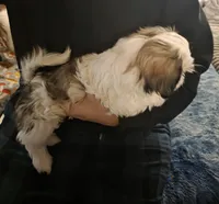 Stud Muffin, a male Shih Tzu for sale in Littleton, CO – Photo 4 of 4