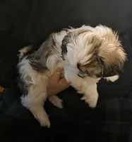 Stud Muffin, a male Shih Tzu for sale in Littleton, CO – Photo 3 of 4