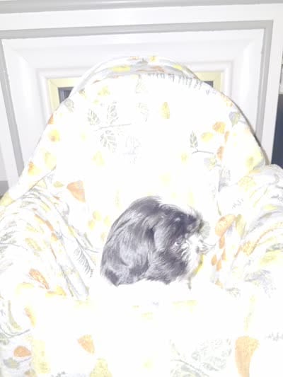Oreo, a male Shih Tzu for sale in Littleton, CO – 6 of 6