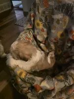 Bella, a female Shih Tzu for sale in Littleton, CO – 6 of 6