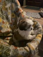 Buster, a male Shih Tzu for sale in Littleton, CO – 2 of 6