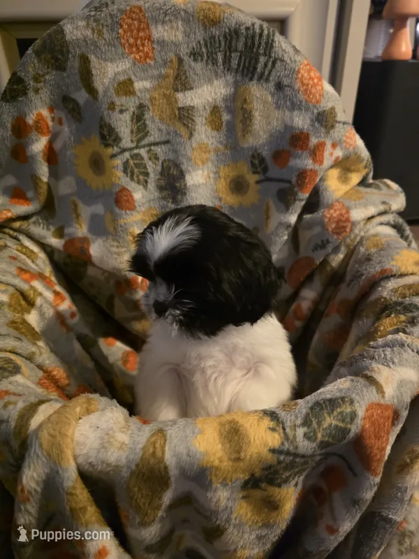 Oreo – Shih Tzu puppy for sale in Littleton, CO