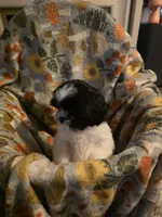 Oreo, a male Shih Tzu for sale in Littleton, CO – 1 of 6