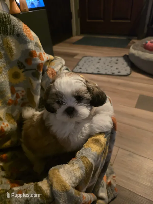 Buster – Shih Tzu puppy for sale in Littleton, CO