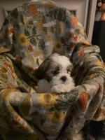 Buster, a male Shih Tzu for sale in Littleton, CO – 4 of 6