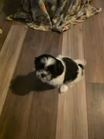 Oreo, a male Shih Tzu for sale in Littleton, CO – 4 of 6