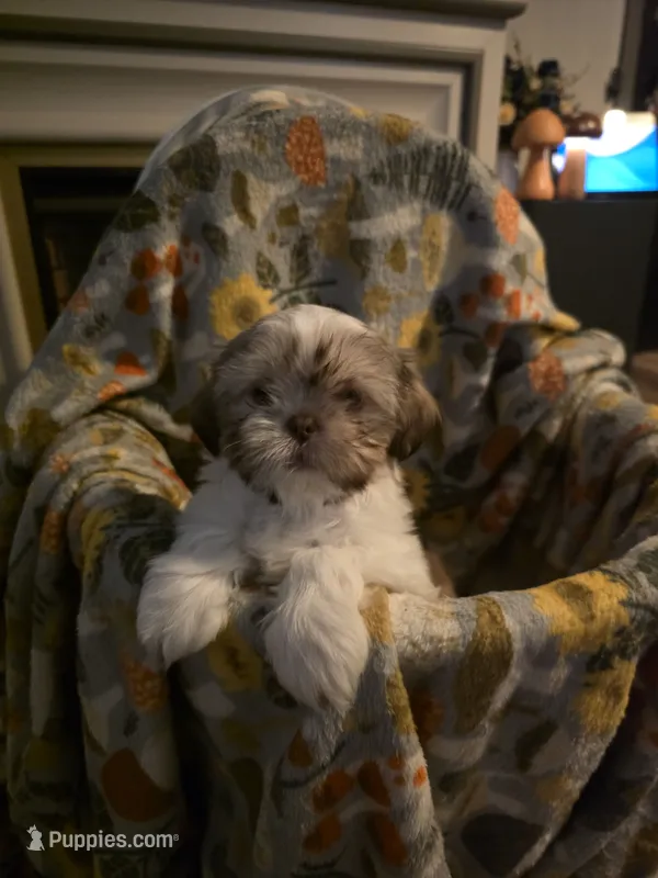 Bella – Shih Tzu puppy for sale in Littleton, CO