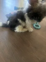 Oreo, a male Shih Tzu for sale in Kansas City, MO – 6 of 10