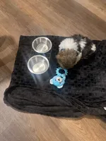 Oreo, a male Shih Tzu for sale in Kansas City, MO – 2 of 10