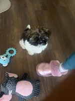 Oreo, a male Shih Tzu for sale in Kansas City, MO – 9 of 10