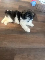 Oreo, a male Shih Tzu for sale in Kansas City, MO – 3 of 10