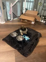 Oreo, a male Shih Tzu for sale in Kansas City, MO – 1 of 10