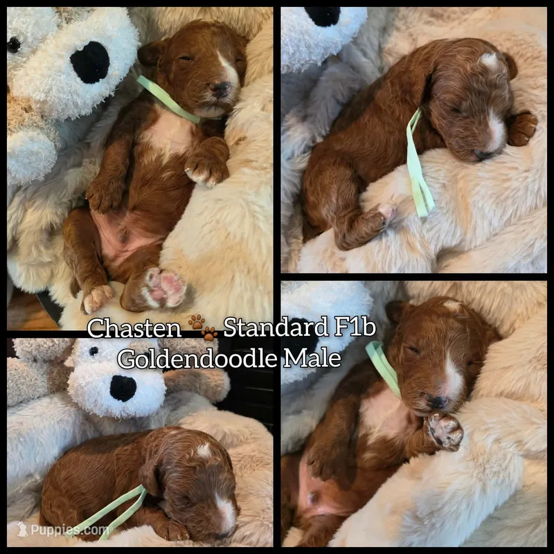 Chasten  – Goldendoodle puppy for sale in Bristol, TN