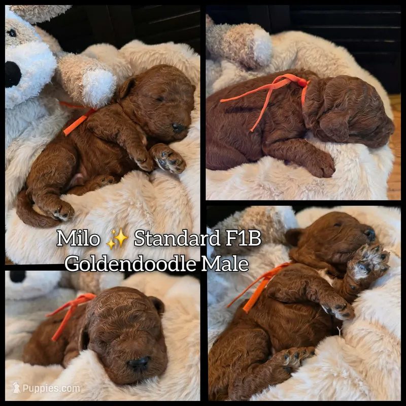 Milo  – Goldendoodle puppy for sale in Bristol, TN
