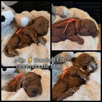 Milo , a male Goldendoodle for sale in Bristol, TN – 1 of 1