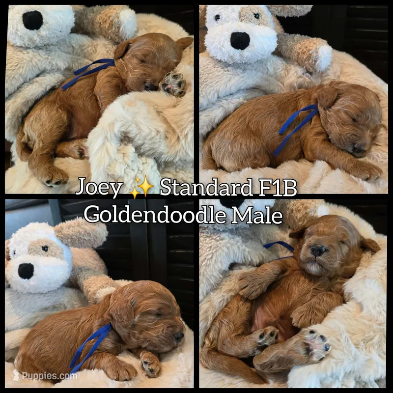 Joey , a male Goldendoodle for sale in Bristol, TN – 1 of 1