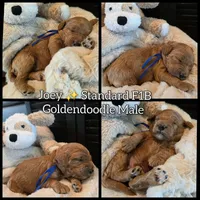 Joey , a male Goldendoodle for sale in Bristol, TN – 1 of 1