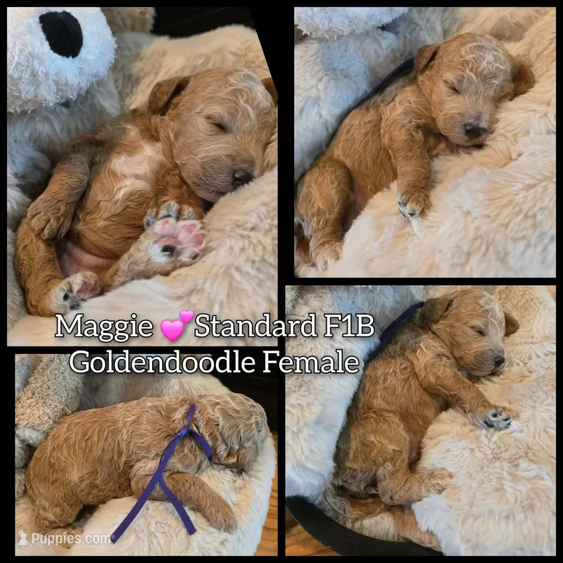 Maggie  – Goldendoodle puppy for sale in Bristol, TN