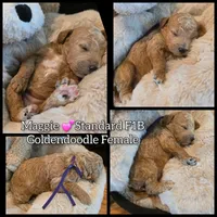 Maggie , a female Goldendoodle for sale in Bristol, TN – 1 of 1