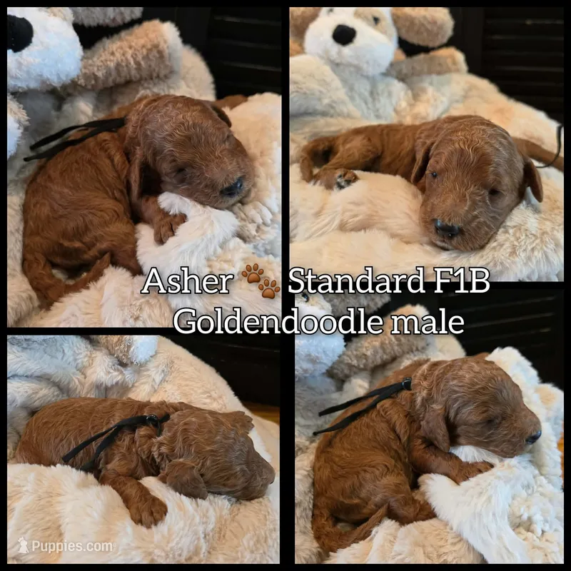 Asher  – Goldendoodle puppy for sale in Bristol, TN