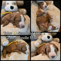 Toby , a male Goldendoodle for sale in Bristol, TN – 1 of 1