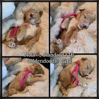 Nola , a female Goldendoodle for sale in Bristol, TN – 1 of 1