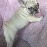 Princess , a female French Bulldog for sale in Fort Lauderdale, FL – Photo 6 of 9