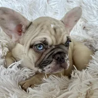 Princess , a female French Bulldog for sale in Fort Lauderdale, FL – Photo 7 of 9