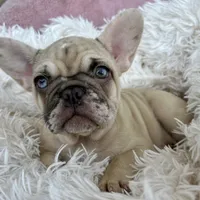 Princess , a female French Bulldog for sale in Fort Lauderdale, FL – Photo 2 of 9