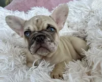 Princess , a female French Bulldog for sale in West Palm Beach, FL – Photo 1 of 7