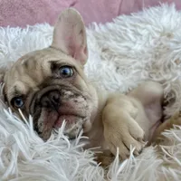 Princess , a female French Bulldog for sale in Fort Lauderdale, FL – Photo 1 of 9