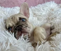 Princess , a female French Bulldog for sale in West Palm Beach, FL – Photo 7 of 7