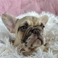 Princess , a female French Bulldog for sale in Fort Lauderdale, FL – Photo 5 of 9