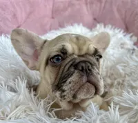 Princess , a female French Bulldog for sale in West Palm Beach, FL – Photo 4 of 7