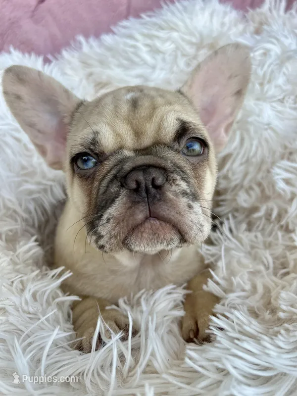 Princess  – French Bulldog puppy for sale in Fort Lauderdale, FL