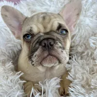 Princess , a female French Bulldog for sale in Fort Lauderdale, FL – Photo 4 of 9