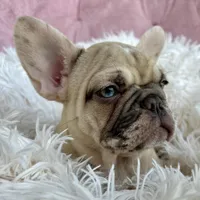 Princess , a female French Bulldog for sale in Fort Lauderdale, FL – Photo 3 of 9