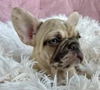 Princess , a female French Bulldog for sale in West Palm Beach, FL – Photo 2 of 7