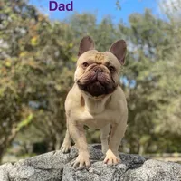 Princess , a female French Bulldog for sale in Fort Lauderdale, FL – Photo 9 of 9