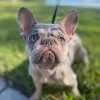 Princess , a female French Bulldog for sale in Fort Lauderdale, FL – Photo 8 of 9