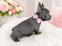 Marshmallow , a female French Bulldog for sale in Fort Lauderdale, FL – 2 of 4